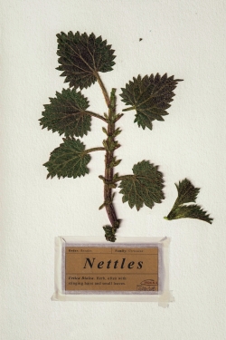 Nettles-watch