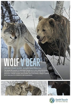 Wolf vs Bear-watch